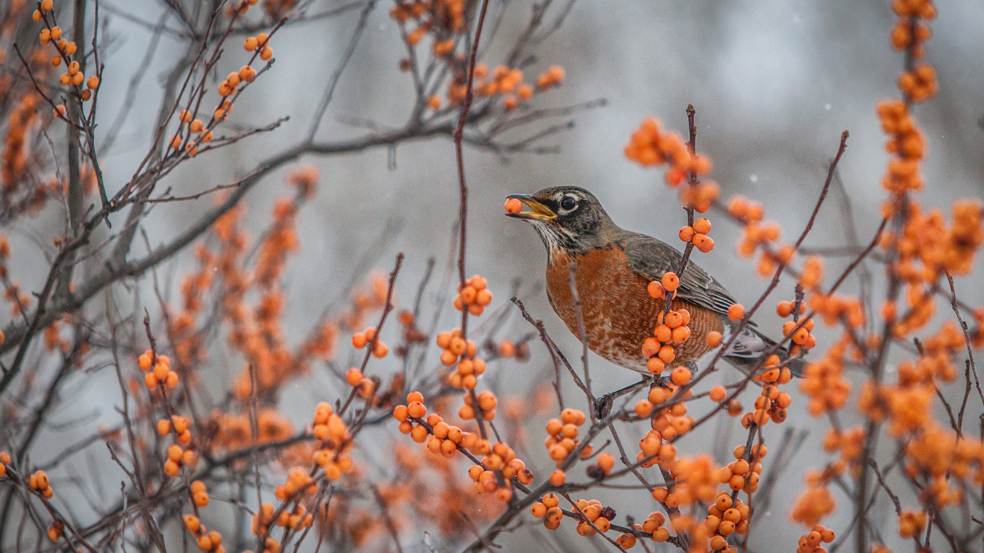 Robin Fall